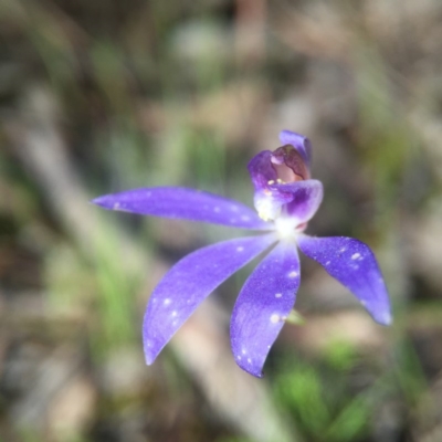 Cyanicula caerulea (Blue Fingers, Blue Fairies) at Cook, ACT - 25 Sep 2016 by JasonC