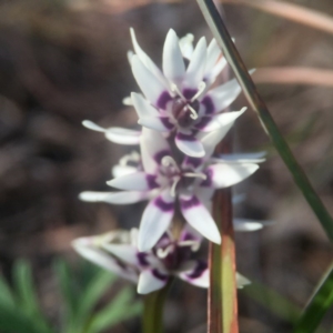 Wurmbea dioica subsp. dioica at Cook, ACT - 25 Sep 2016