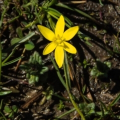 Hypoxis hygrometrica (Golden Weather-grass) at Mulligans Flat - 23 Sep 2016 by CedricBear