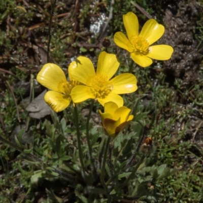 Ranunculus lappaceus (Australian Buttercup) at Mulligans Flat - 23 Sep 2016 by CedricBear