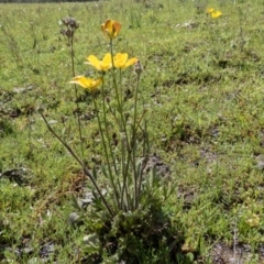 Ranunculus lappaceus at Gungahlin, ACT - 23 Sep 2016