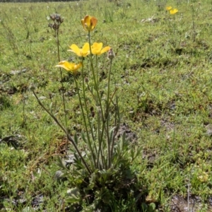 Ranunculus lappaceus at Gungahlin, ACT - 23 Sep 2016