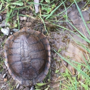 Chelodina longicollis at Gungahlin, ACT - 25 Sep 2016