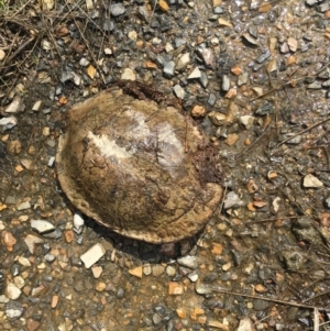 Chelodina longicollis at Gungahlin, ACT - 25 Sep 2016 12:30 PM