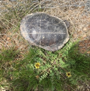 Chelodina longicollis at Gungahlin, ACT - 25 Sep 2016 12:33 PM