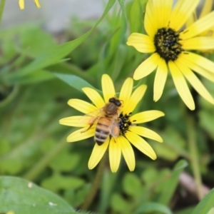 Apis mellifera at Karabar, NSW - 25 Sep 2016