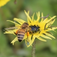 Apis mellifera at Karabar, NSW - 25 Sep 2016