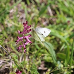 Pieris rapae at Karabar, NSW - 25 Sep 2016