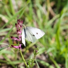 Pieris rapae at Karabar, NSW - 25 Sep 2016