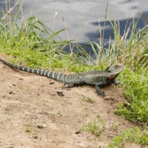 Intellagama lesueurii howittii at Karabar, NSW - 25 Sep 2016