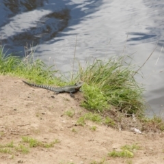 Intellagama lesueurii howittii at Karabar, NSW - 25 Sep 2016