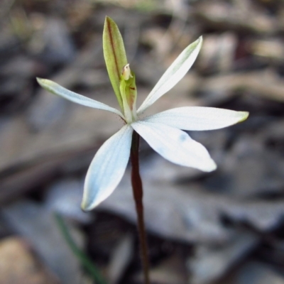 Caladenia fuscata (Dusky Fingers) at Point 610 - 25 Sep 2016 by CathB