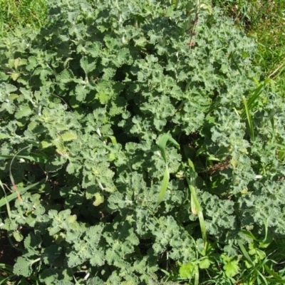 Marrubium vulgare (Horehound) at Karabar, NSW - 20 Sep 2016 by Speedsta