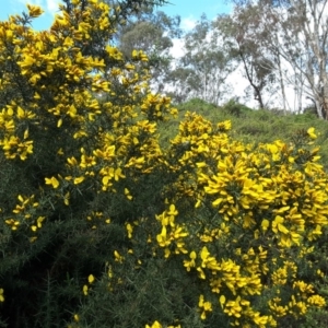 Ulex europaeus at Capital Hill, ACT - 25 Sep 2016 02:29 PM