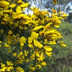 Ulex europaeus at Capital Hill, ACT - 25 Sep 2016 02:29 PM