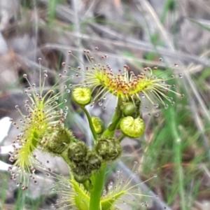 Drosera gunniana at Jerrabomberra, ACT - 25 Sep 2016 03:14 PM