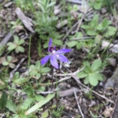 Cyanicula caerulea (Blue Fingers, Blue Fairies) at Majura, ACT - 25 Sep 2016 by AaronClausen