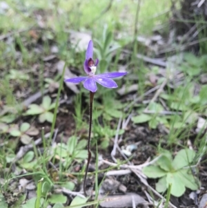 Cyanicula caerulea at Majura, ACT - suppressed