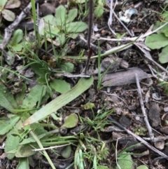 Cyanicula caerulea at Majura, ACT - suppressed