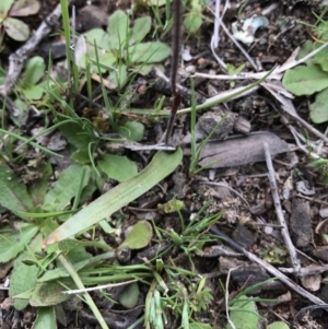 Cyanicula caerulea at Majura, ACT - suppressed