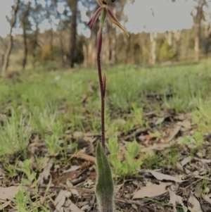 Caladenia actensis at Kenny, ACT - 25 Sep 2016