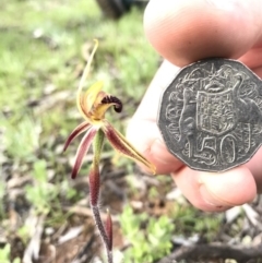 Caladenia actensis at Kenny, ACT - 25 Sep 2016