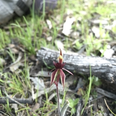 Caladenia actensis (Canberra Spider Orchid) by AaronClausen