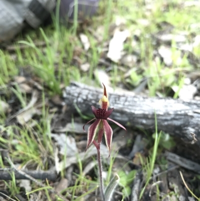 Caladenia actensis (Canberra Spider Orchid) at Majura, ACT - 25 Sep 2016 by AaronClausen