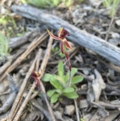 Caladenia actensis (Canberra Spider Orchid) at Majura, ACT - 25 Sep 2016 by AaronClausen