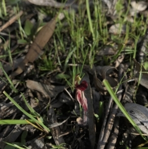 Caladenia actensis at suppressed - suppressed