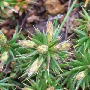 Acrotriche serrulata at Googong, NSW - 25 Sep 2016 07:39 PM