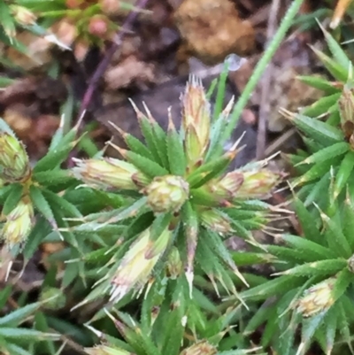 Acrotriche serrulata (Ground-berry) at Googong, NSW - 25 Sep 2016 by Wandiyali