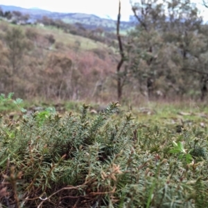 Acrotriche serrulata at Googong, NSW - 25 Sep 2016 07:39 PM