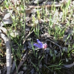 Cyanicula caerulea (Blue Fingers, Blue Fairies) at Majura, ACT - 25 Sep 2016 by AaronClausen