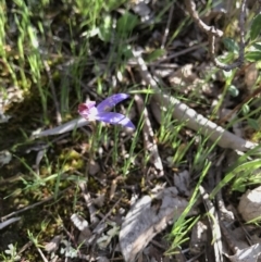 Cyanicula caerulea at Majura, ACT - 25 Sep 2016