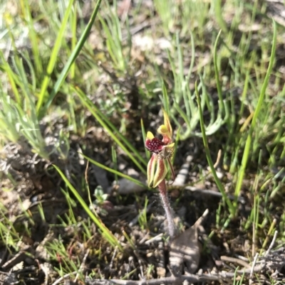 Caladenia actensis (Canberra Spider Orchid) at Majura, ACT by AaronClausen