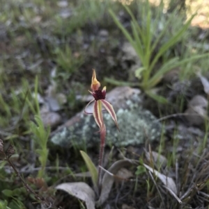 Caladenia actensis at suppressed - suppressed