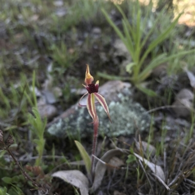 Caladenia actensis (Canberra Spider Orchid) at Majura, ACT by AaronClausen