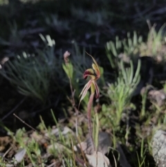 Caladenia actensis at suppressed - suppressed