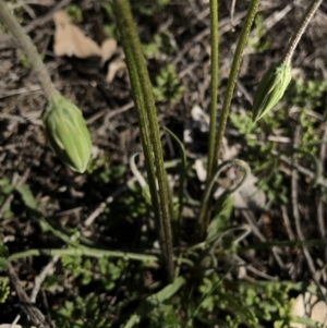 Microseris walteri at Majura, ACT - 25 Sep 2016 03:40 PM