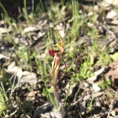 Caladenia actensis (Canberra Spider Orchid) at Majura, ACT by AaronClausen