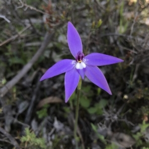 Glossodia major at Majura, ACT - suppressed