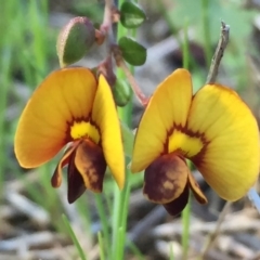 Bossiaea buxifolia (Matted Bossiaea) at Wandiyali-Environa Conservation Area - 25 Sep 2016 by Wandiyali