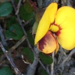 Bossiaea buxifolia at Googong, NSW - 25 Sep 2016 07:50 PM