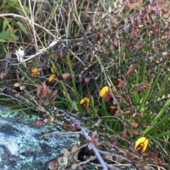 Bossiaea buxifolia at Googong, NSW - 25 Sep 2016