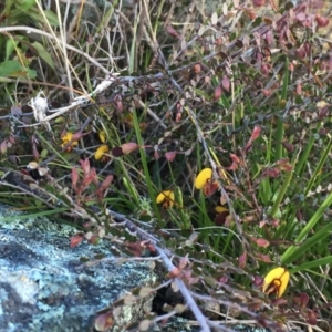 Bossiaea buxifolia at Googong, NSW - 25 Sep 2016