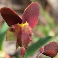 Bossiaea buxifolia at Googong, NSW - 25 Sep 2016