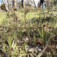 Caladenia actensis (Canberra Spider Orchid) at Majura, ACT - 25 Sep 2016 by AaronClausen