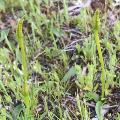 Ophioglossum lusitanicum (Adder's Tongue) at Majura, ACT - 25 Sep 2016 by AaronClausen