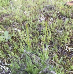 Ophioglossum lusitanicum subsp. coriaceum at Majura, ACT - 25 Sep 2016